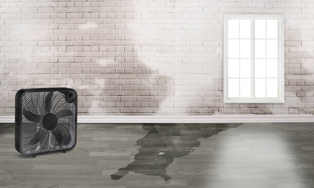Best Sewage cleanup and water damage restoration  in Driggs, ID